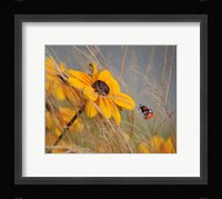 Colors of Summer Fine Art Print