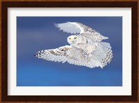 Flight of the Snowy Owl Fine Art Print