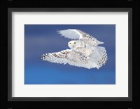 Flight of the Snowy Owl Fine Art Print
