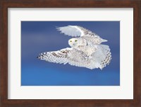 Flight of the Snowy Owl Fine Art Print