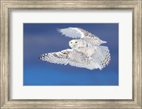 Flight of the Snowy Owl Fine Art Print
