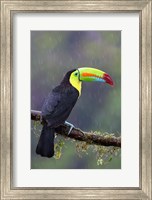 Keel-billed Toucan - Costa Rica Fine Art Print