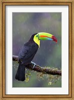 Keel-billed Toucan - Costa Rica Fine Art Print
