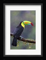 Keel-billed Toucan - Costa Rica Fine Art Print