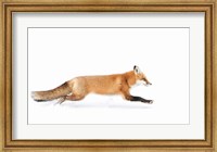 Red Fox on the Run - Algonquin Park Fine Art Print