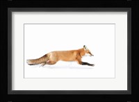 Red Fox on the Run - Algonquin Park Fine Art Print