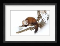 Pine Marten - Algonquin Park Fine Art Print