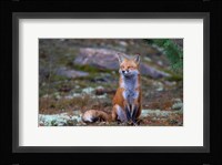 Fox Zen - Algonquin Park Fine Art Print