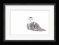 Snowy Owl in Winter Snow Fine Art Print