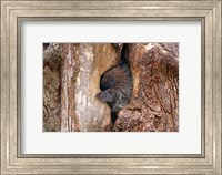 Baby Porcupine in Tree Fine Art Print