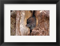 Baby Porcupine in Tree Fine Art Print