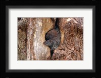 Baby Porcupine in Tree Fine Art Print