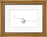 Snowy Owl Coming in for the Kill Fine Art Print