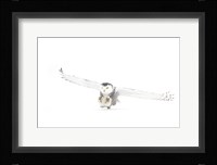 Snowy Owl Coming in for the Kill Fine Art Print