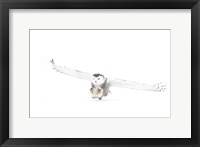 Snowy Owl Coming in for the Kill Fine Art Print