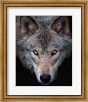 Timber Wolf Fine Art Print