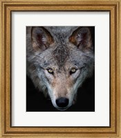 Timber Wolf Fine Art Print
