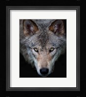 Timber Wolf Fine Art Print