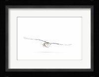 Snowy Owl on the Hunt Fine Art Print