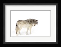 Timber Wolf Walking through the Snow Fine Art Print