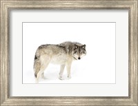 Timber Wolf Walking through the Snow Fine Art Print