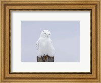 Snowy Owl - The Ghost Fine Art Print