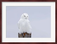 Snowy Owl - The Ghost Fine Art Print