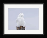 Snowy Owl - The Ghost Fine Art Print