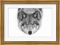 Yellow Eyes - Timber Wolf Fine Art Print