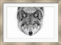 Yellow Eyes - Timber Wolf Fine Art Print