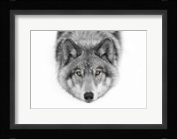 Yellow Eyes - Timber Wolf Fine Art Print