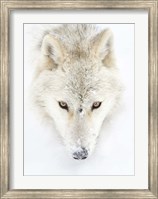 Arctic Wolf Closeup Fine Art Print