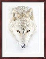 Arctic Wolf Closeup Fine Art Print