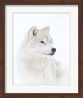 Portrait of an Arctic Wolf Fine Art Print