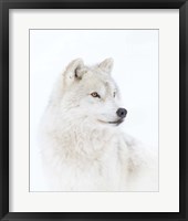 Portrait of an Arctic Wolf Fine Art Print