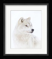 Portrait of an Arctic Wolf Fine Art Print