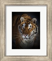 Portrait of a Siberian Tiger Fine Art Print