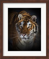 Portrait of a Siberian Tiger Fine Art Print