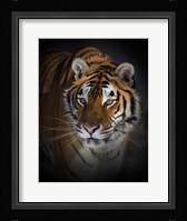 Portrait of a Siberian Tiger Fine Art Print