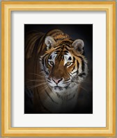 Portrait of a Siberian Tiger Fine Art Print