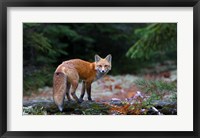 Red Fox in Algonquin Park Fine Art Print