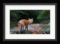 Red Fox in Algonquin Park Fine Art Print