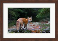 Red Fox in Algonquin Park Fine Art Print