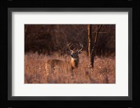 Basking in the Light - White-tailed Buck Fine Art Print
