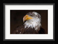 Caged - Bald Eagle Fine Art Print