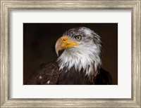 Caged - Bald Eagle Fine Art Print