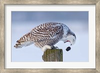 Snowy Owl - Cough it up Buddy Fine Art Print