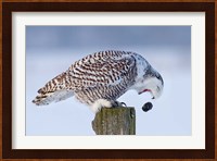 Snowy Owl - Cough it up Buddy Fine Art Print
