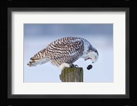 Snowy Owl - Cough it up Buddy Fine Art Print
