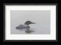 Common Loon in Early Morning Fog Fine Art Print